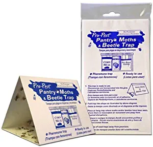 Best Black And Brown Carpet Beetle