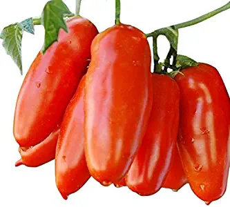 San Marzano - A Delicious Tomato for Sauces, Paste, Canning - Non GMO - Neonicotinoid-Free