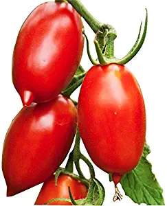 Amish Paste Tomato - Ultimate Paste Tomato for Sauces - Non GMO - Neonicotinoid-Free