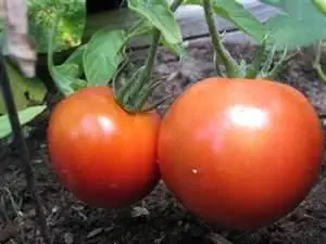 VINE RIPENED TOMATOES FRESH PRODUCE FRUIT VEGETABLES PER POUND