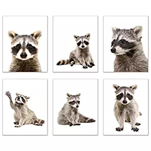 Minimalist Raccoon Prints - Set of 6 (8x10) Unique Adorable Trash Panda Poses and Angles Nursery Photography Wall Art Decor