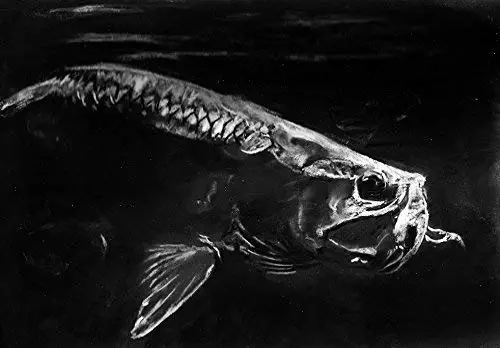 Tarpon Wall Art Decor, Charcoal Drawing Wall Art Print Choice Of Sizes Black and White Hand Signed By Jack Tarpon, Sitting Silver king Tarpon Fish Artwork 8x10, 11x14, 12x16 inches.